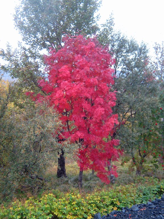 (Mynd: Aðalsteinn Sigurgeirsson)