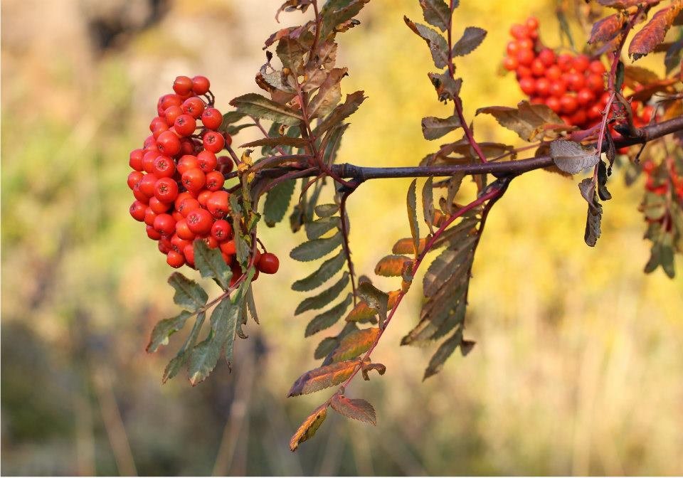 Möðrufellshríslan