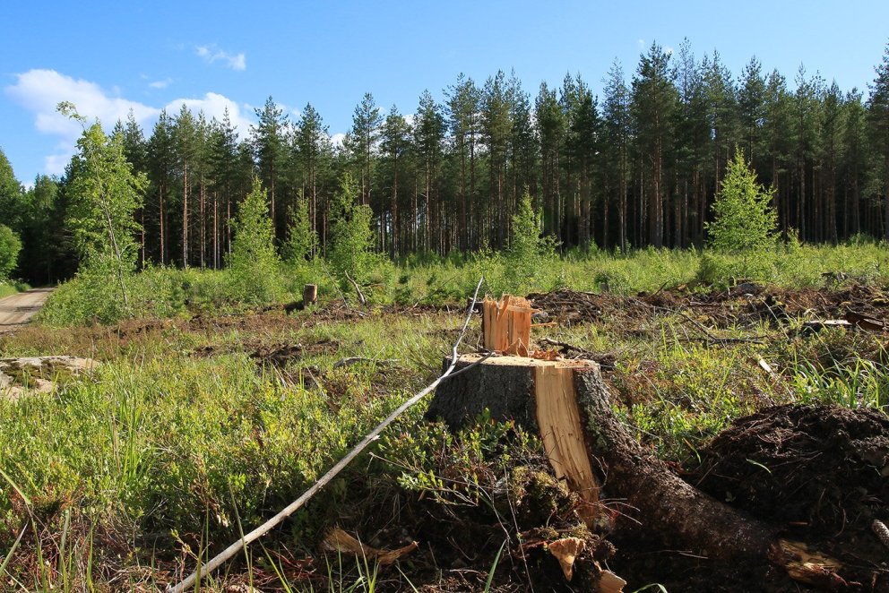 Rjóðurfellt svæði í norrænum furuskógi. Ljósmynd: Pétur Halldórsson