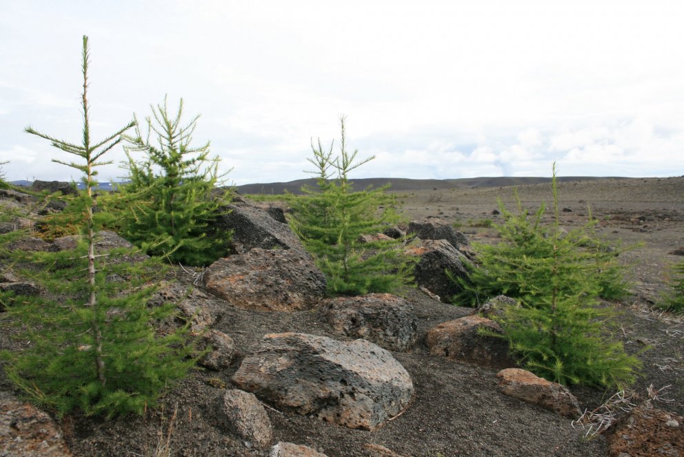 21. mars - Alþjóðlegur dagur skóga