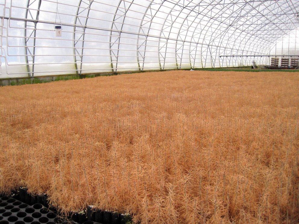 New science paper on Root Frost Tolerance of Russian Larch