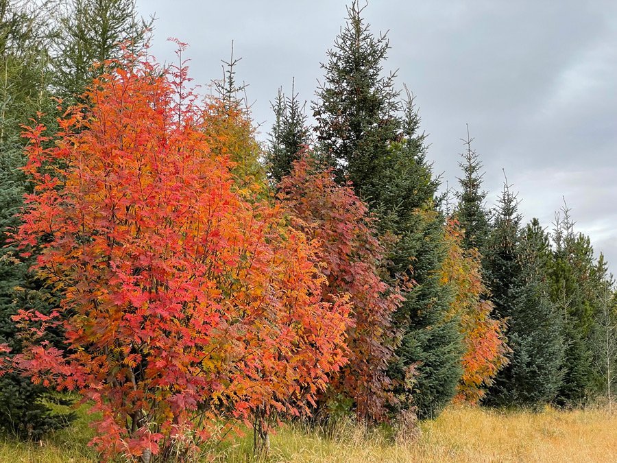 Forest with rowan and Sitka spruce. Photo: Throstur Eysteinsson