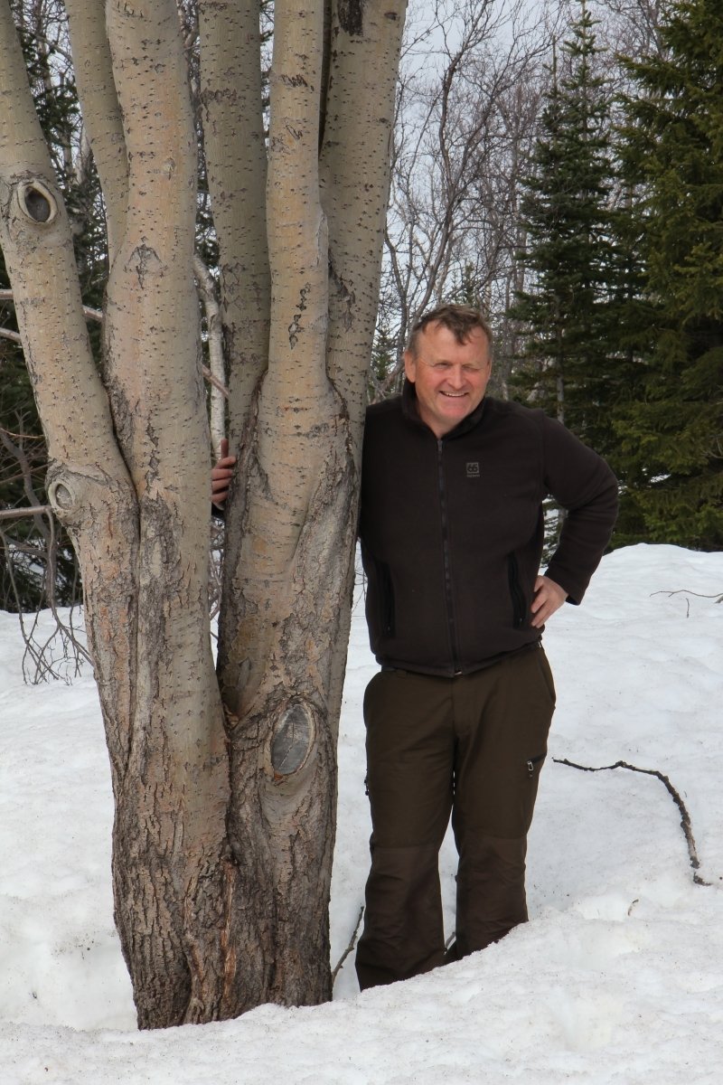 Uppalinn í skóginum