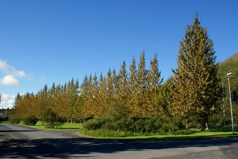 Á Laugarvatni eru myndarleg asparbelti sem ekki hafa farið varhluta af ryðsveppnum í sumar.
