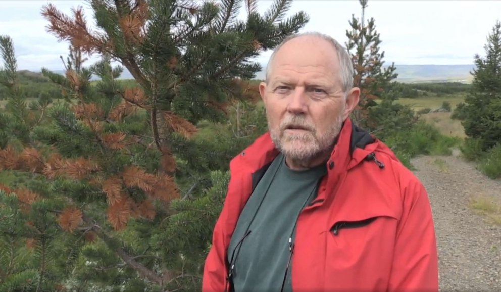 Þröstur Eysteinsson skógræktarstjóri við furur á Héraði sem skemmst hafa vegna saltveðurs í janúar á…