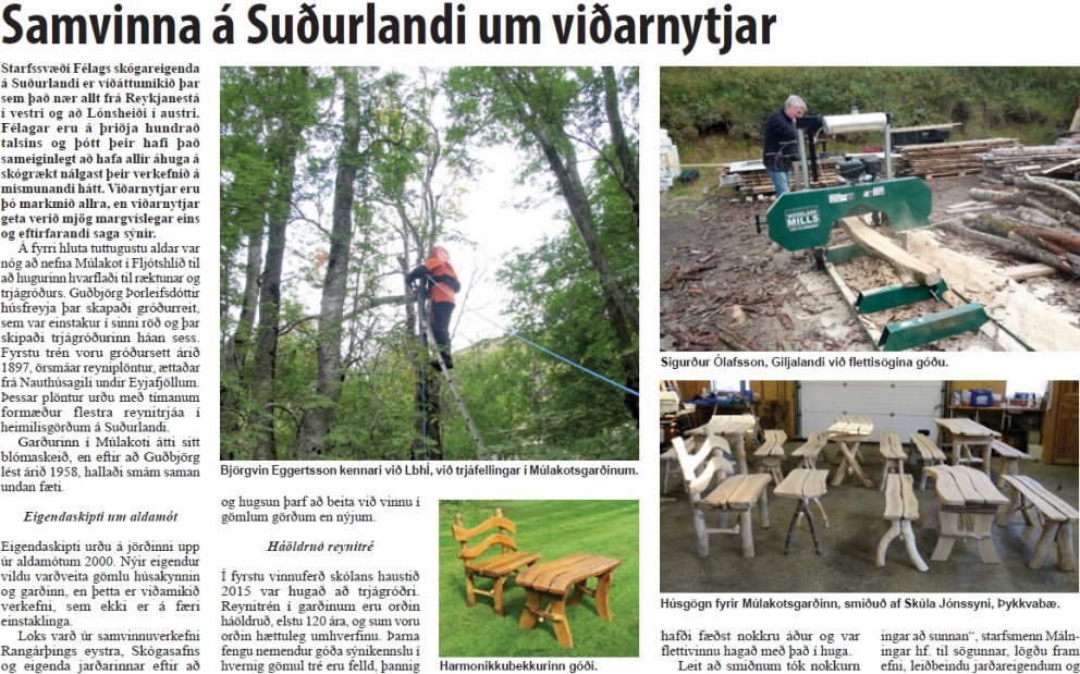 Sunnlenskir skógarbændur vinna saman að skógarnytjum