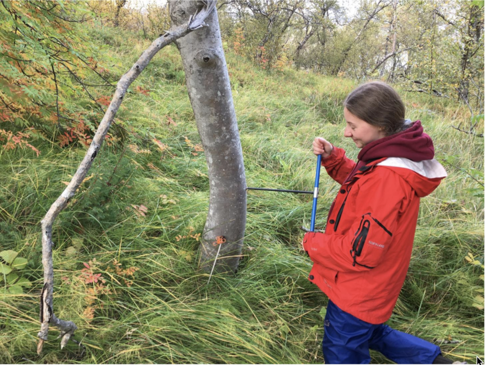 BS-neminn Nandini Hannak tekur kjarnasýni úr reyniviði í Ranaskógi Fljótsdal. Árhringjarannsóknir he…
