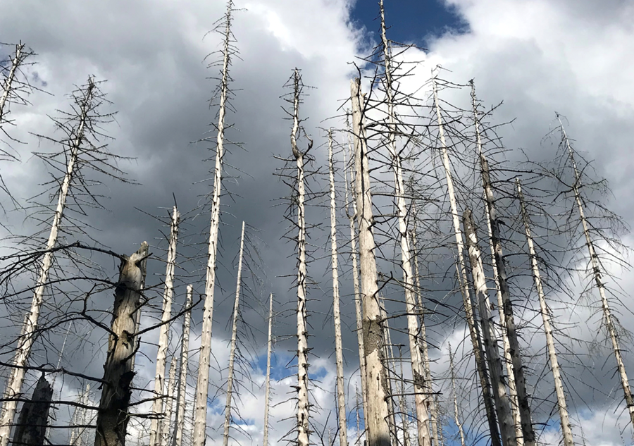 Dauð grenitré eftir barkarbjöllufaraldur í Þýskalandi. Ljósmynd: Kolbrún Hrafnkelsdóttir