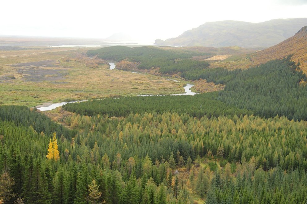Séð til Sandár á úrugum haustdegi í þjóðskóginum á Skriðufelli Þjórsárdal. Ljósmynd: Pétur Halldórss…