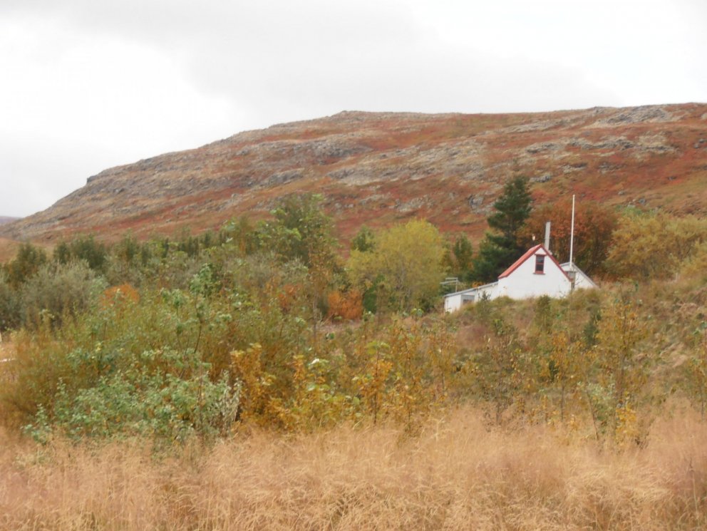Birkiskógarnir á sunnanverðum Vestfjörðum eru nú í sókn með minnkandi beit. Reyniviður skreytir skóg&hellip;
