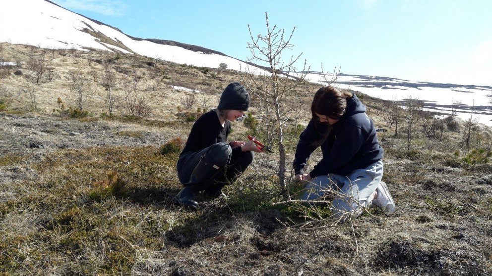 Nemendur úr Grunnskóla Drangsness að klippa tvítoppa og snyrta tré í skóginum sínum á Klúku í Bjarna…
