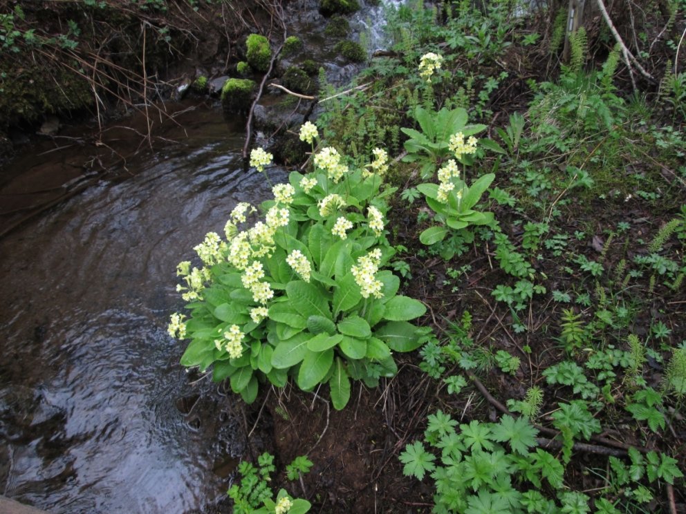 Sifjarlykill á skógarbotni