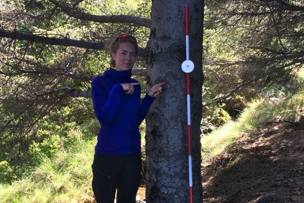 Sænski skógfræðineminn Britta Sterner við hæsta tré Vestfjarðakjálkans að lokinni mælingu 12. júní 2…