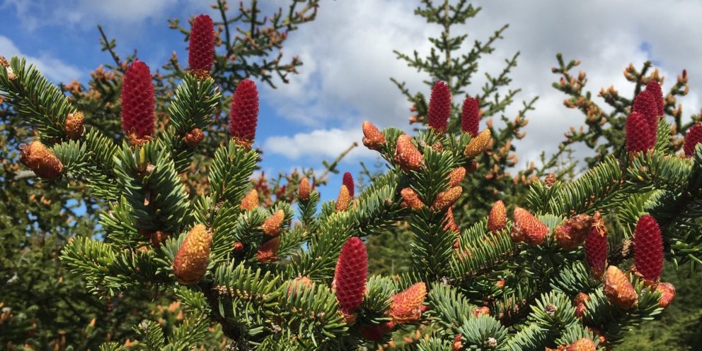 Efnilegir sitkagrenikönglar frá liðnu sumri. Ljósmynd: heidmork.is
