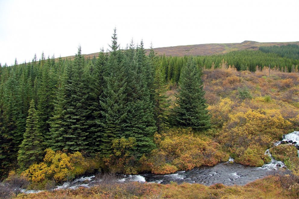 Ungur sitkagreniskógur í Haukadal. Ljósmynd: Pétur Halldórsson