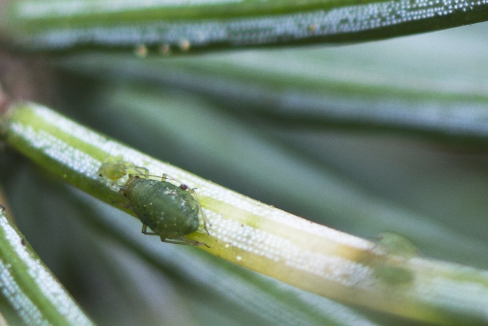 Skemmdir á trjám af völdum sitkalúsar