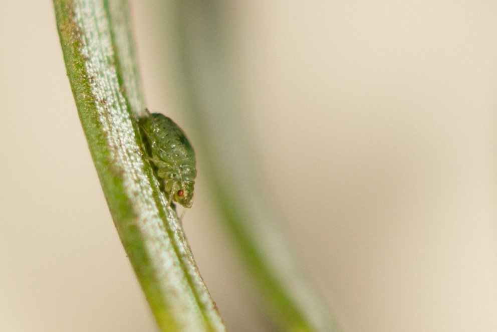 Sitkalús á grein sitkagrenis. Ljósmynd: Edda S. Oddsdóttir