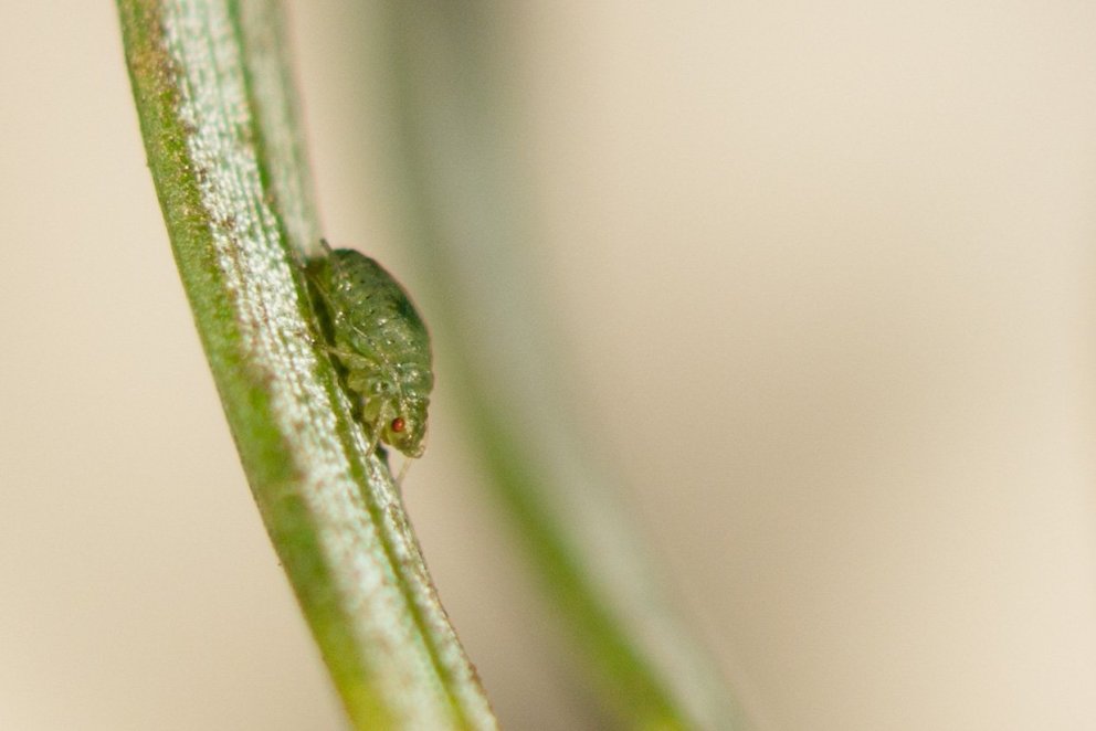 Fullorðin sitkalús á grenibarrnál. Ljósmynd: Edda S. Oddsdóttir