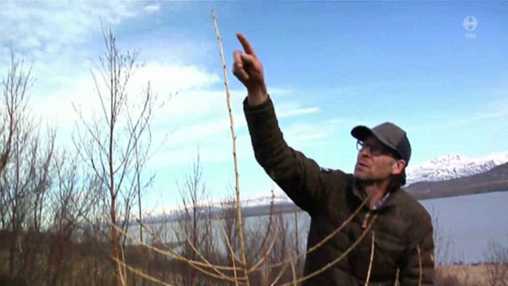 Lárus Heiðarsson skógræktarráðgjafi bendir á myndarlegan ársprota á lerki. Sitkagreni og fleiri tegu…