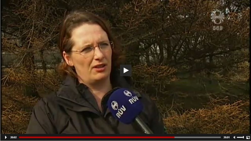 Hætt við mikilli sitkalús eftir hlýja vetur