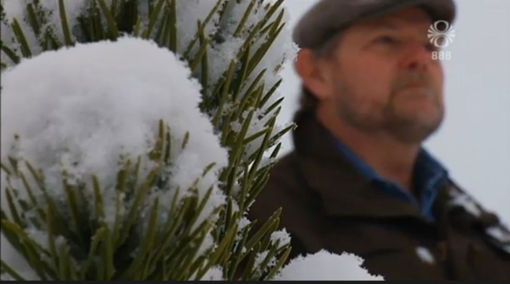 „Getum vel séð okkur fyrir eigin jólatrjám“