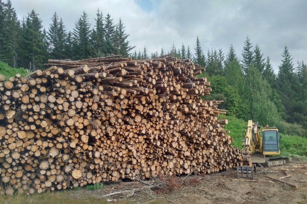 „Skakka stæðan í Písa“ sem staðið hefur undanfarna mánuði í Stálpastaðaskógi í Skorradal heyrir brát…