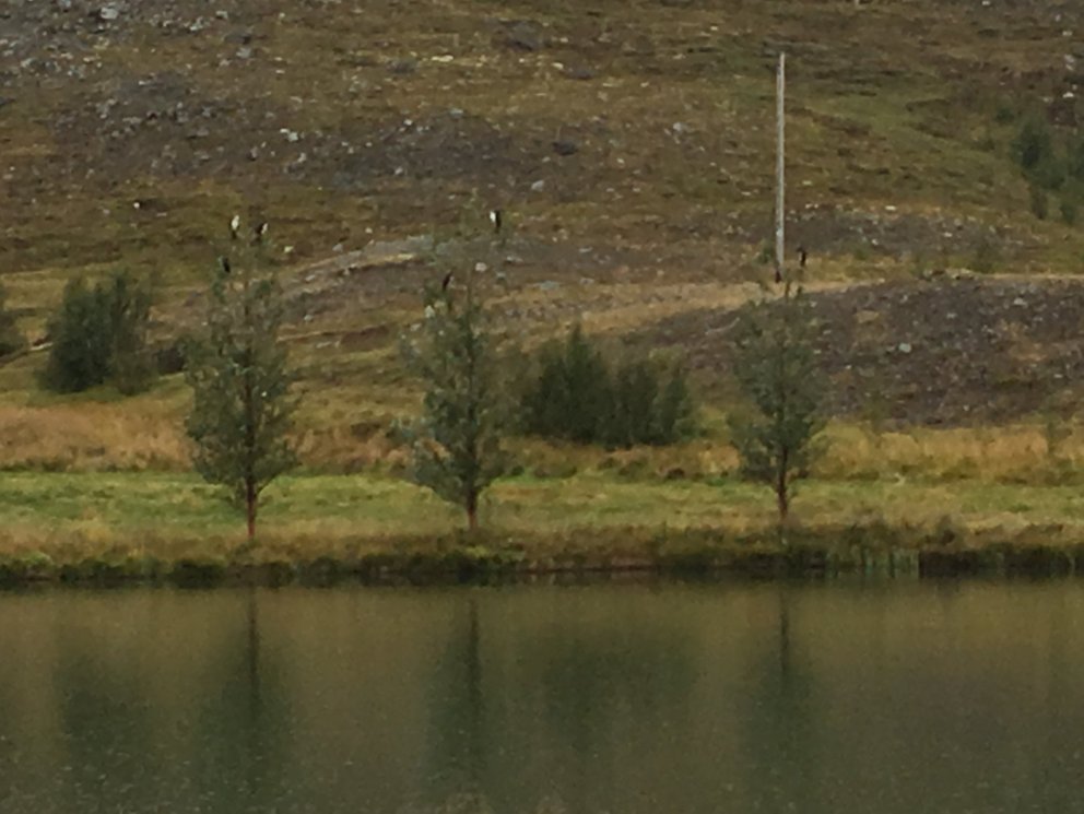 Þessi mynd er stækkuð út úr mynd sem tekin var á síma úr talsverðri fjarlægð og því nokkuð ógreinile…