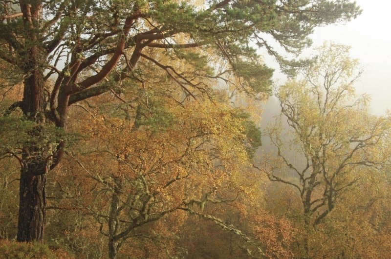 Skógarfura og birki í skoskum skógi. Mynd: Trees for Life.