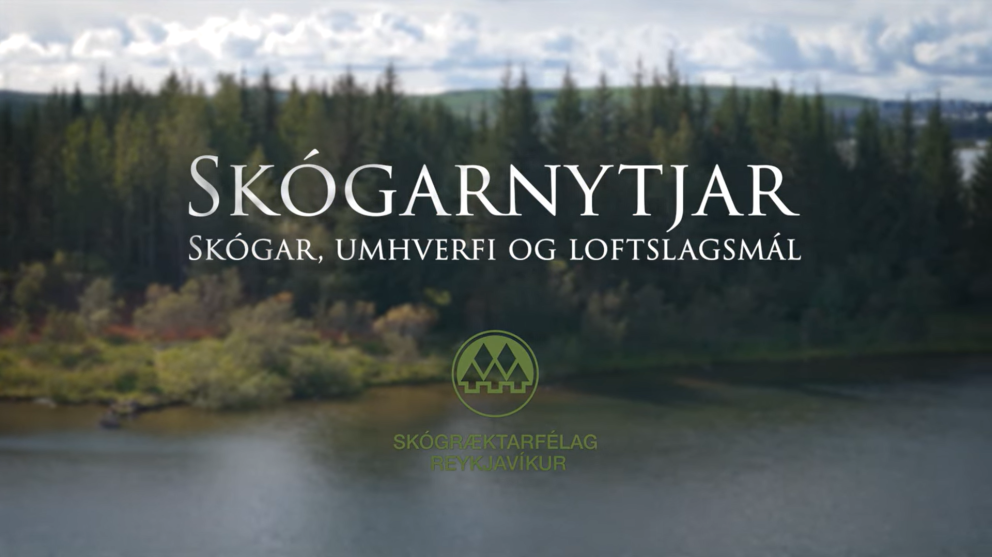 Myndband Skógarnytja geymir ýmsan meginfróðleik um skóga og skógrækt. Skjámynd úr myndbandinu