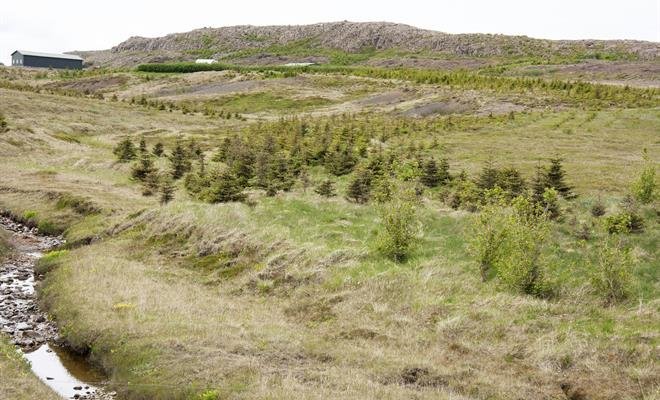 Rísandi nýskógar á jörðinni Vörðufelli Skógarströnd. Ljósmynd: Sigurkarl Stefánsson