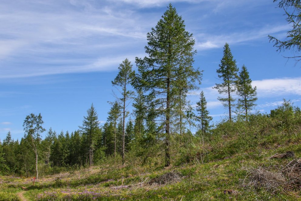 Forest management of a 60 year old Siberian larch plantation in Hallormsstaður Forest. Photo: Pétur …