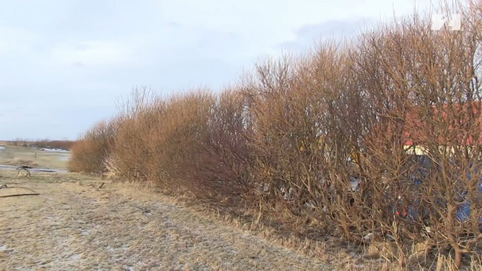 Þótt skjólbelti sé ekki viðameira og fjölbreyttara en þetta veitir það mikið skjól og getur gert gæf…