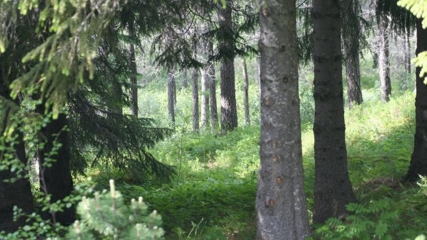 Hægt að binda verulegan hluta með skógrækt