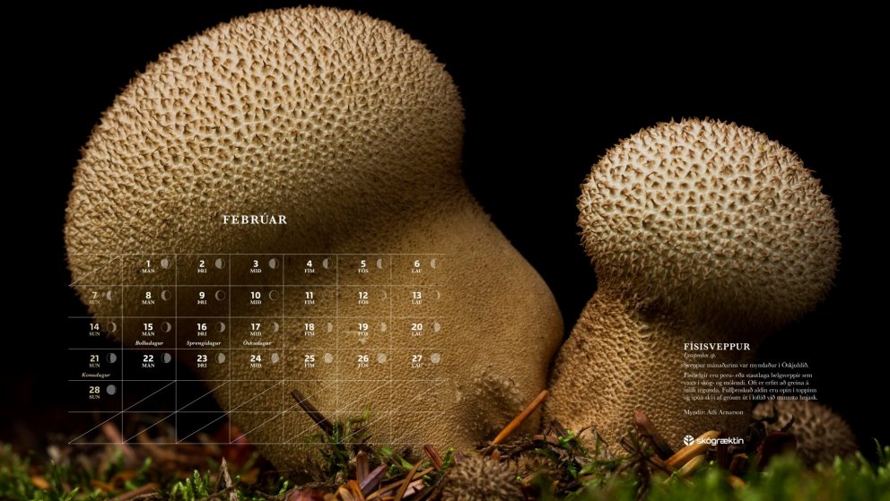 Sveppur mánaðarins er físisveppur