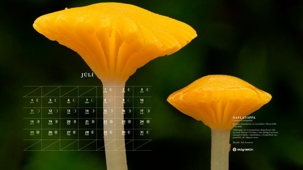 Sveppur mánaðarins er naflatoppa