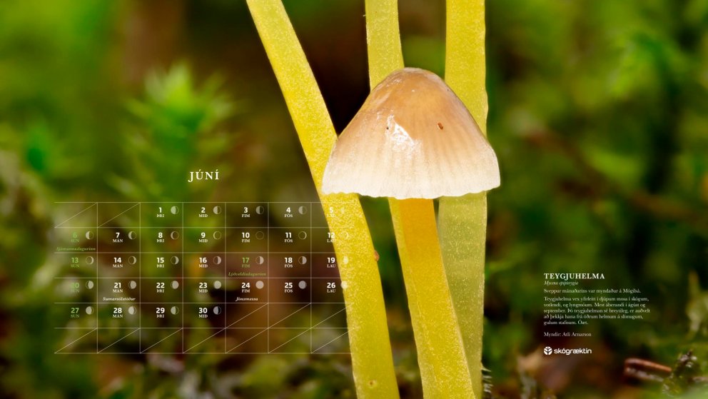 Teygjuhelma. Ljósmynd: Atli Arnarson