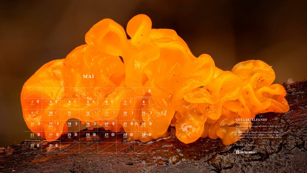 Sveppur mánaðarins er gullskjálfandi