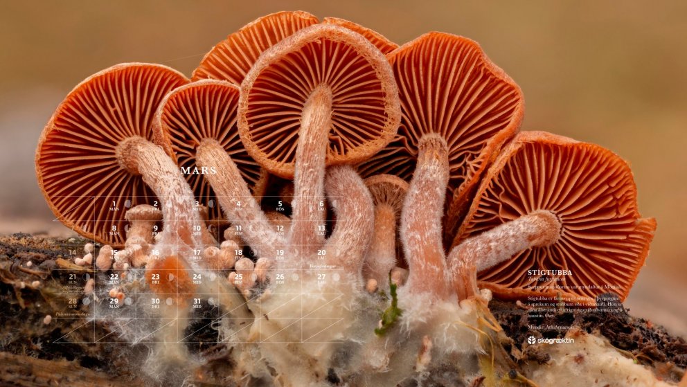 Sveppur marsmánaðar er stígtubba