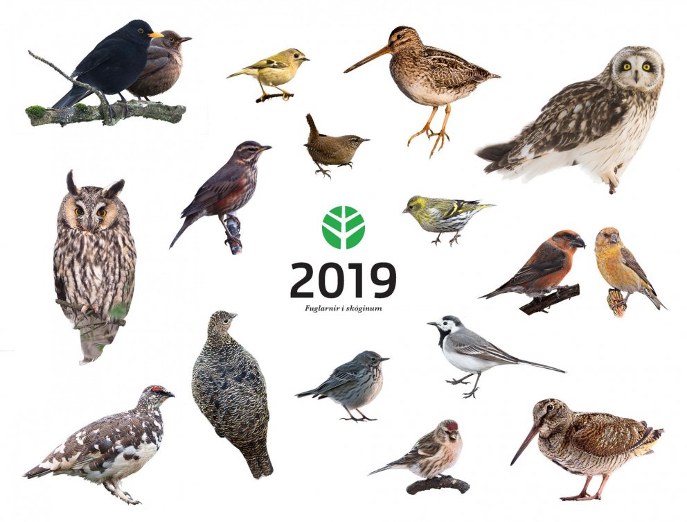 Forsíða dagatals Skógræktarinnar fyrir árið 2019