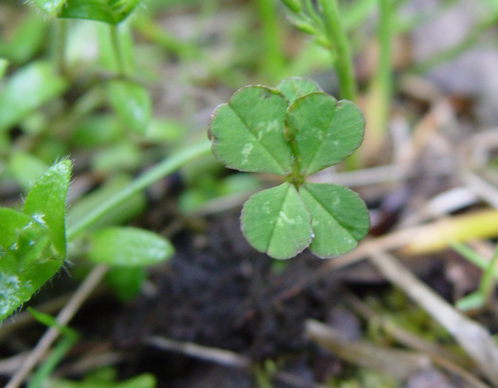 Fjögurra laufa smárar