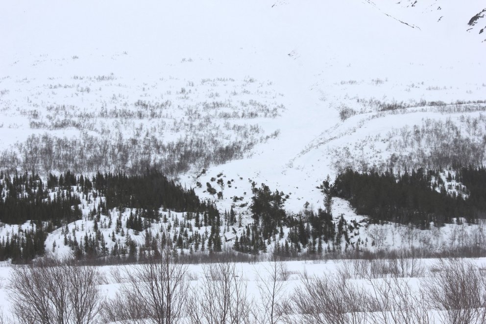 Snjóflóð stórskemmdi 50 ára stafafurureit