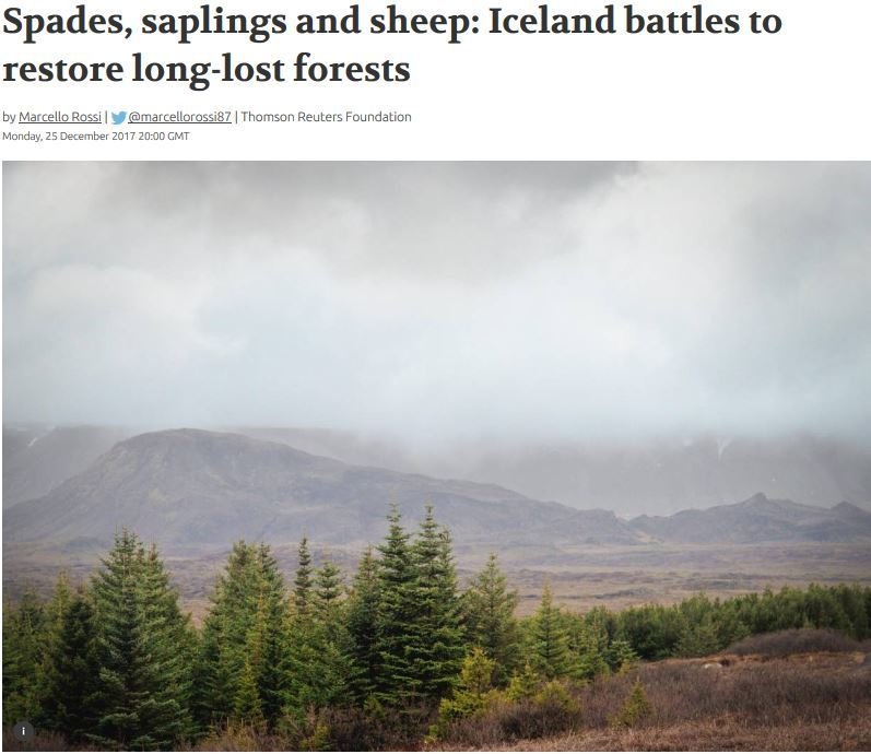 Young spruce trees grow at a reforestation site in southern Iceland, September 14, 2017. Thomson Reu…