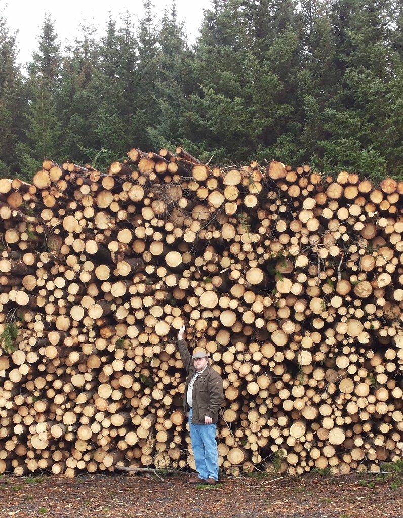 Þröstur Eysteinsson skógræktarstjóri við myndarlega timburstæðuna hjá Daníelslundi í Svignaskarði Bo&hellip;