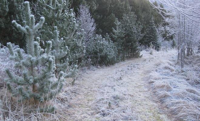 Í landi Hvamms í Skorradal. Myndin var tekin skömmu fyrir síðustu jól. Sjá má vel gróinn veg og í gr…