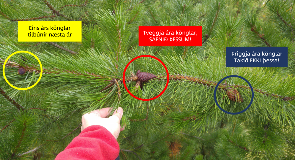 Hér sjást þrjú þroskastig furuköngla. Lengst til vinstri er köngull á fyrsta ári frá blómgun síðasta…