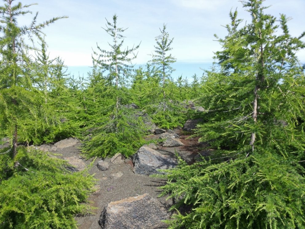 Þessi myndarlegu tré hafa vaxið upp úr berum sandi og grjóti á Hólasandi. Jafnvel þótt lerki sé ekki…