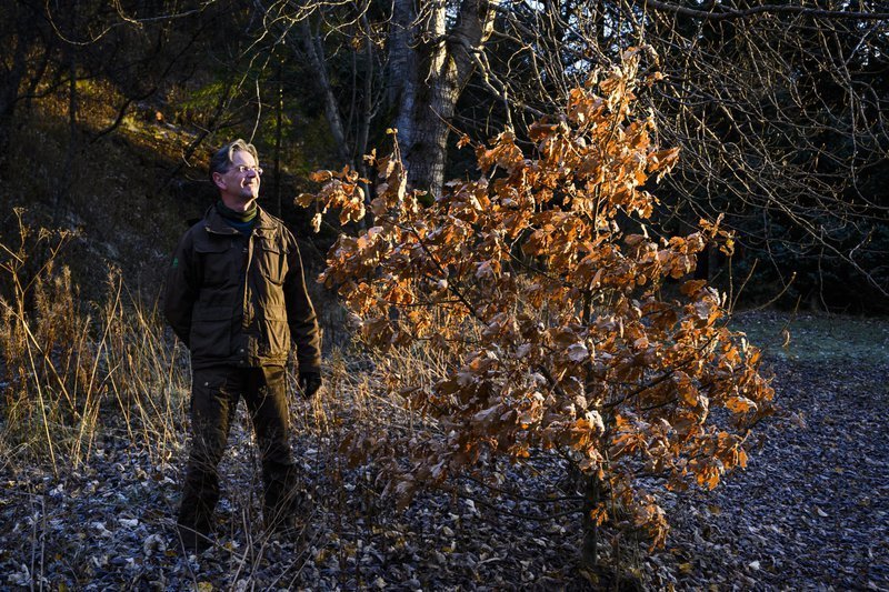Arnór, sem hér stendur við unga eik á Mógilsá, segir að ef vextir lækka verði skógrækt mun hagkvæmar…