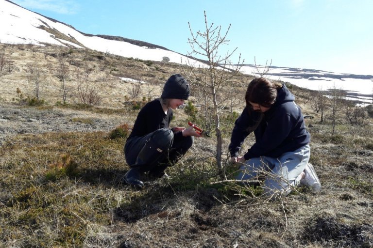 Skólabörn á Ströndum hirða um skólaskóginn sinn. Ljósmynd: Arnlín Óladóttir