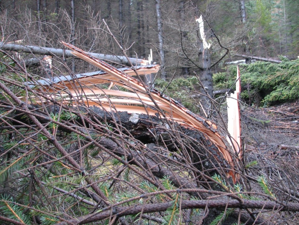 Sum trén brotnuðu ekki alveg í sundur