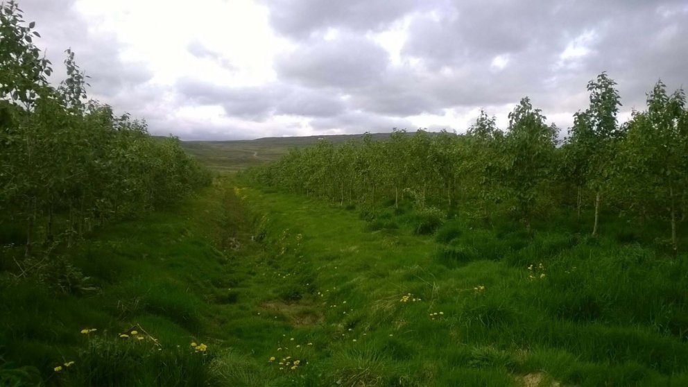 Góður asparvöxtur á Ströndum